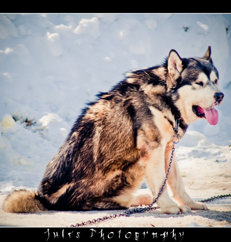 husky dog