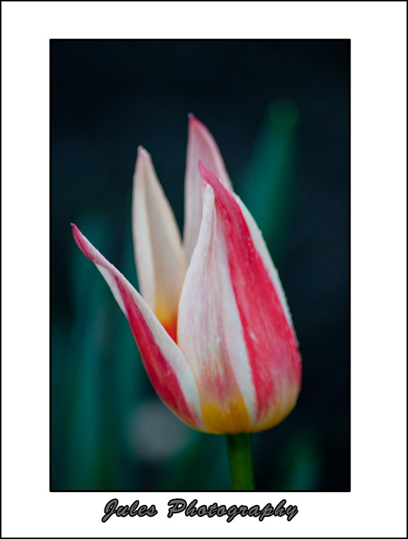 2012 tulip