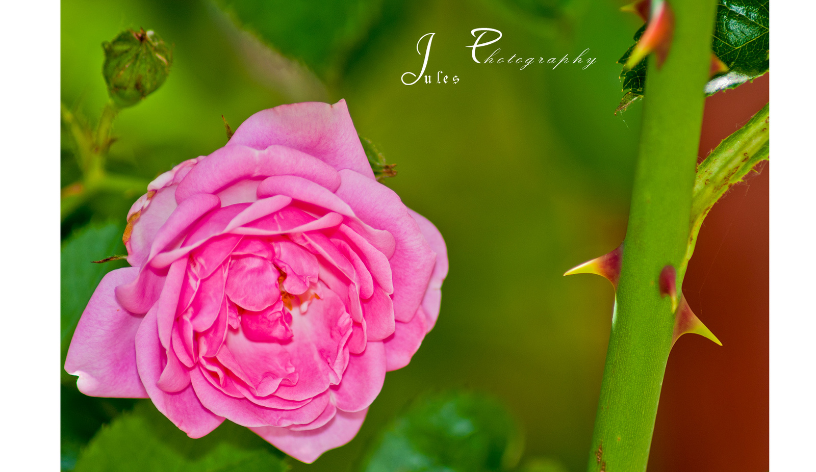pink rose 2012.2