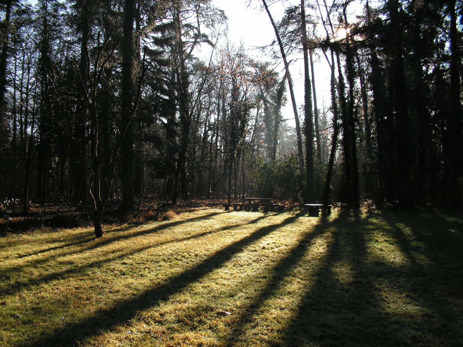 Gödöllő, az Arborétum (2015. 12.), SzG3