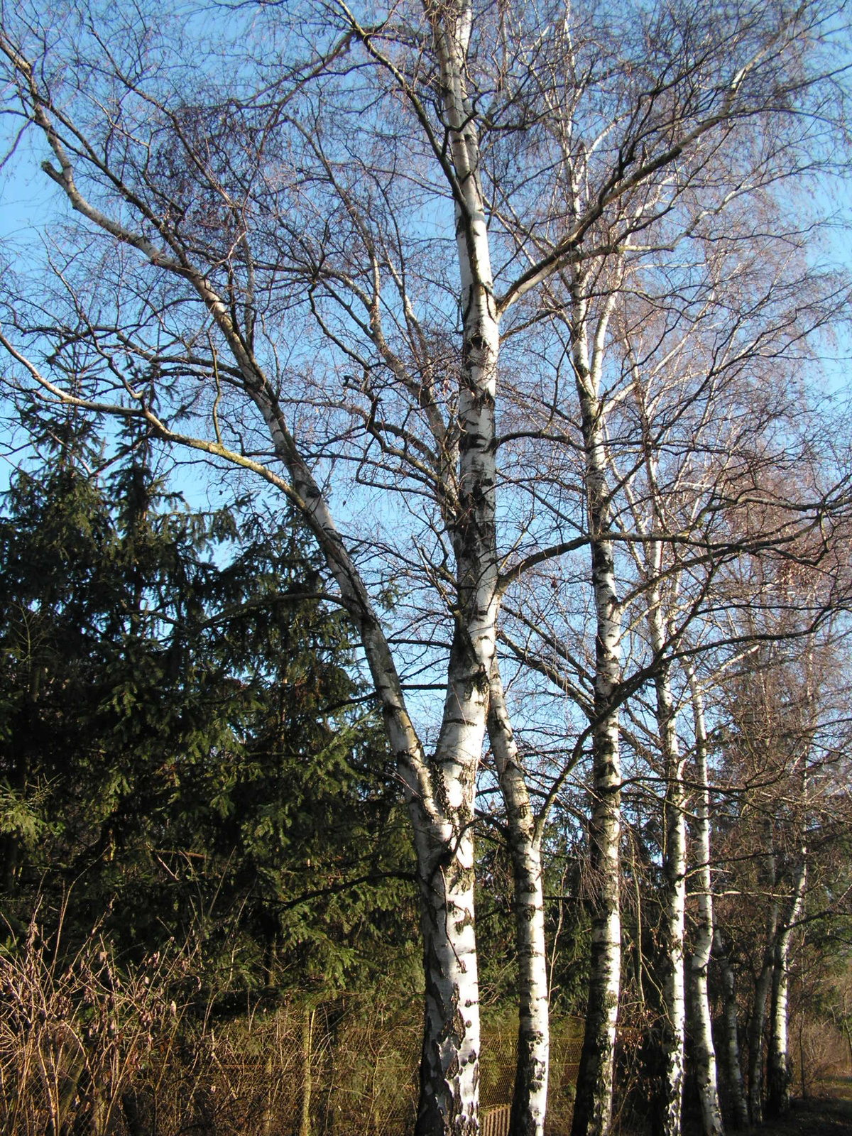 Gödöllő, az Arborétum (2015. 12.), SzG3