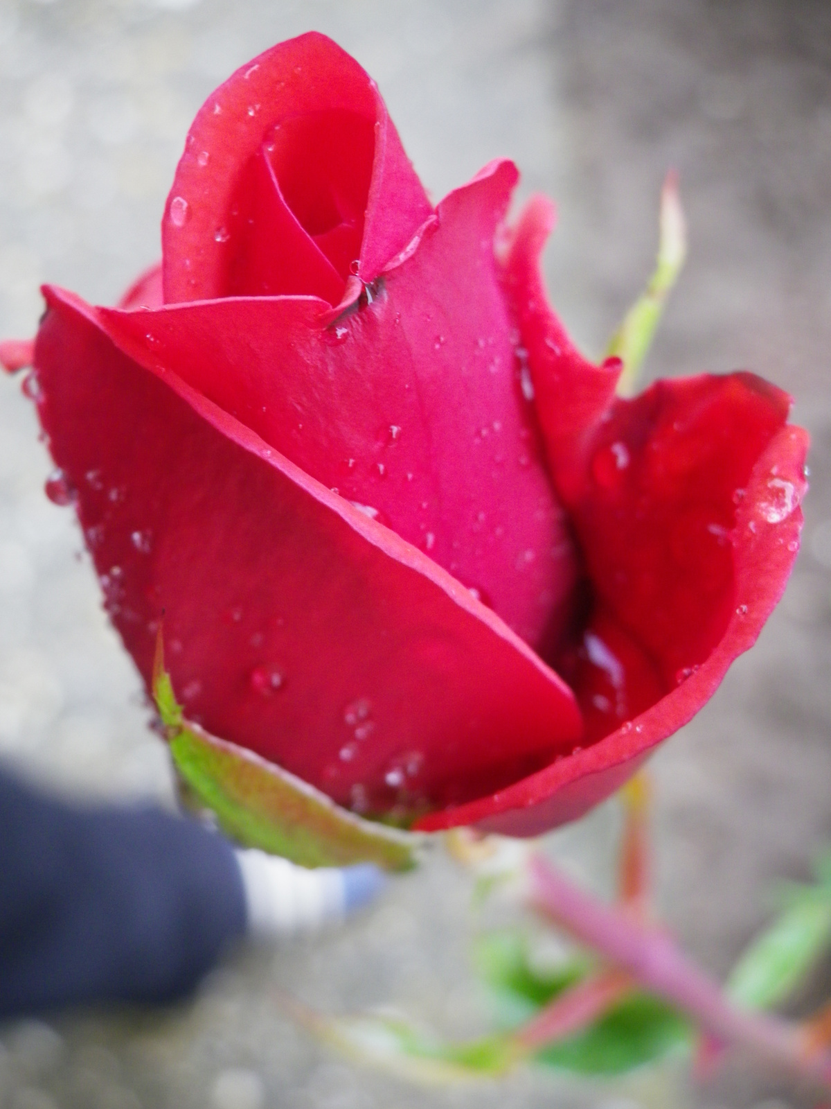vörös rózsa esőcseppekkel