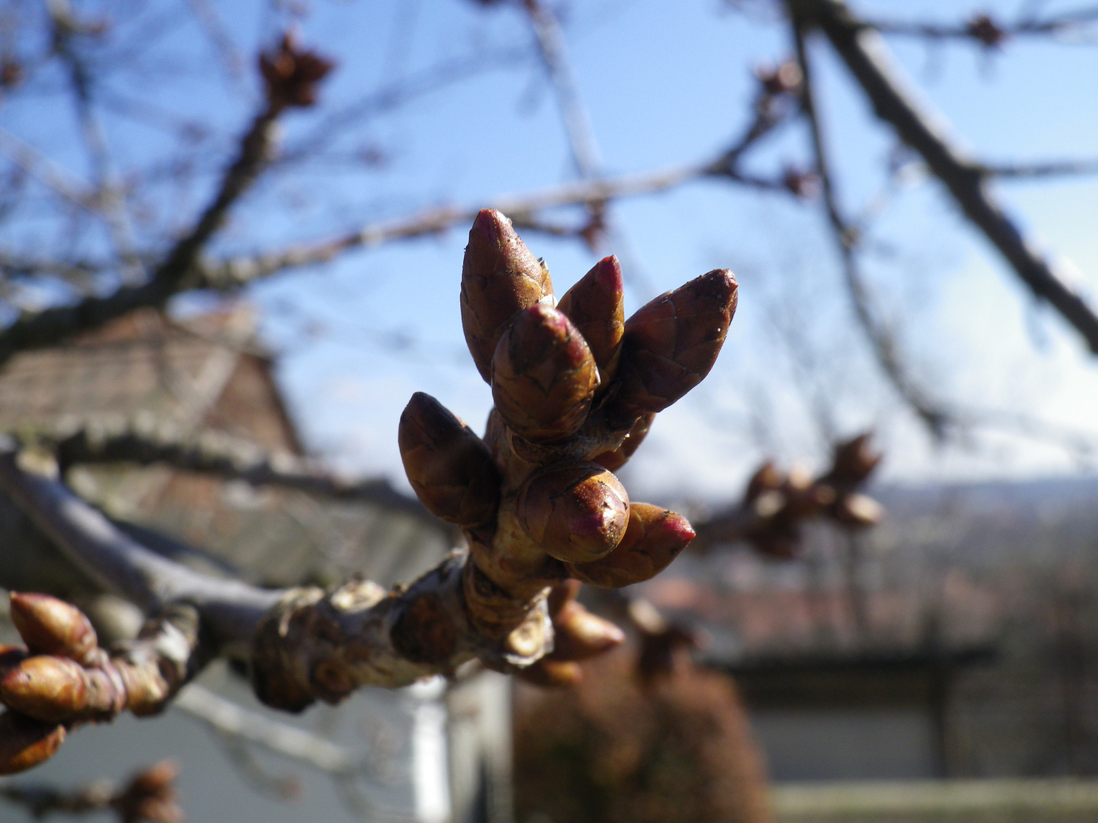 tavaszodik.. cseresznyefa rügye