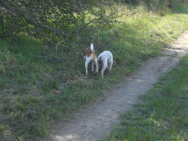 szukadij isaszeg 044