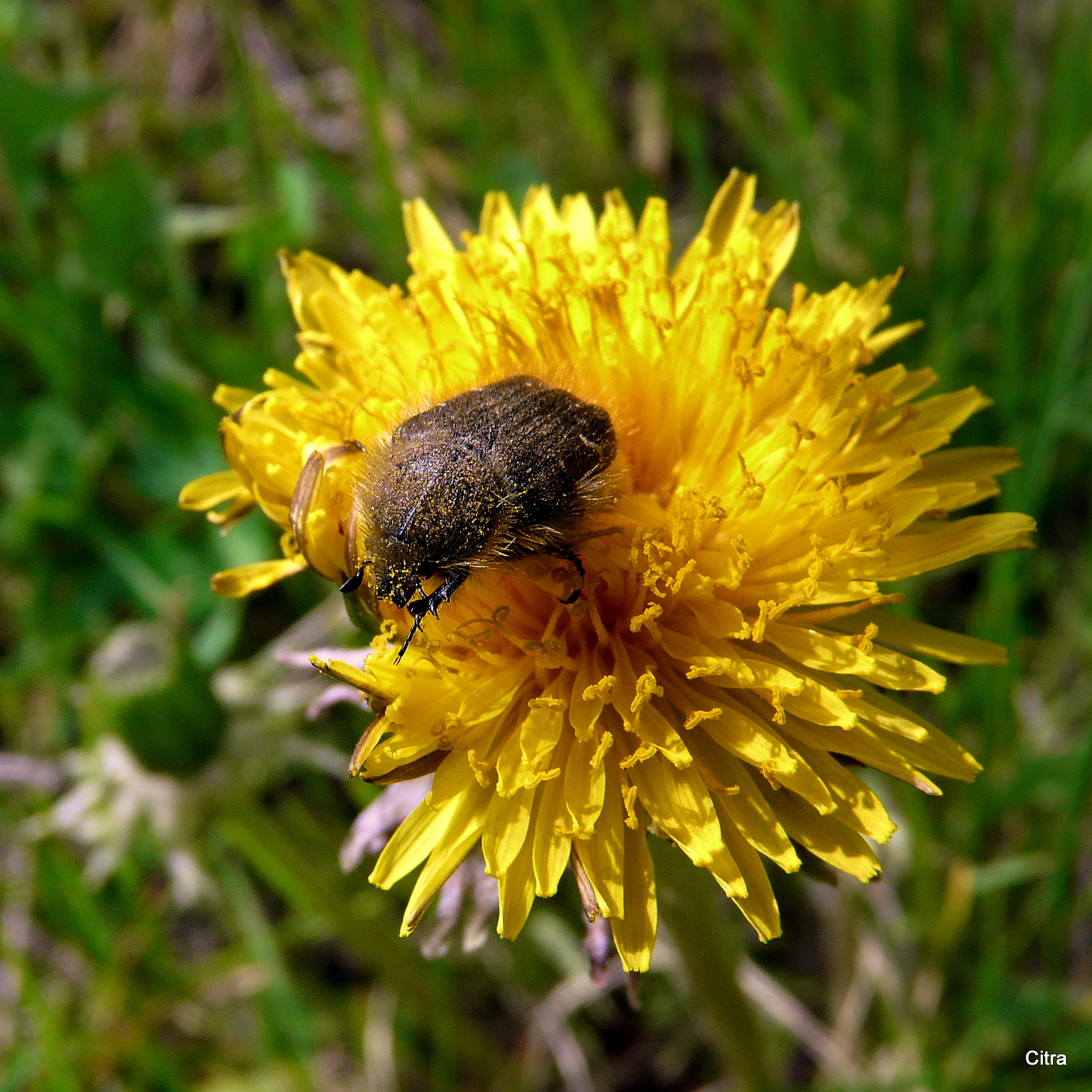 Pollenvadász