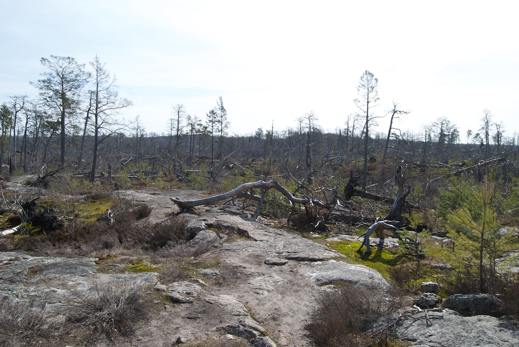 Tyresta nemzeti park - Erdőtűz