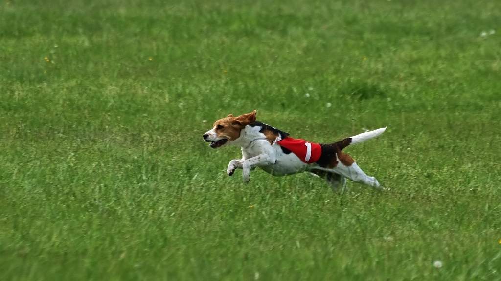 Beagle (4)