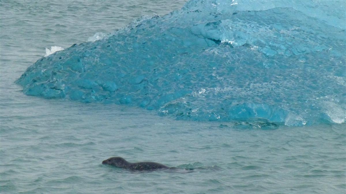 Jökulsárlóni fókaP1030359