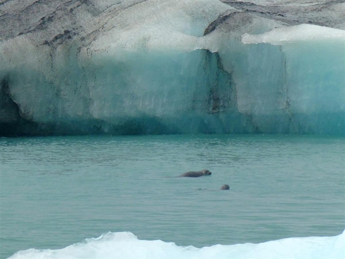 Jökulsárlóni fókák