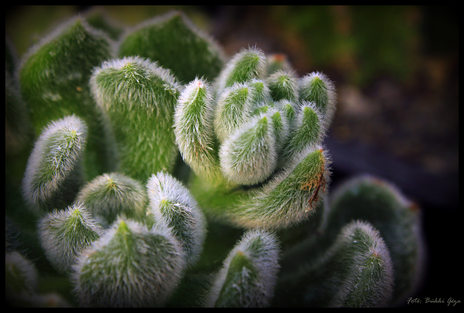 Szőrös kaktusz