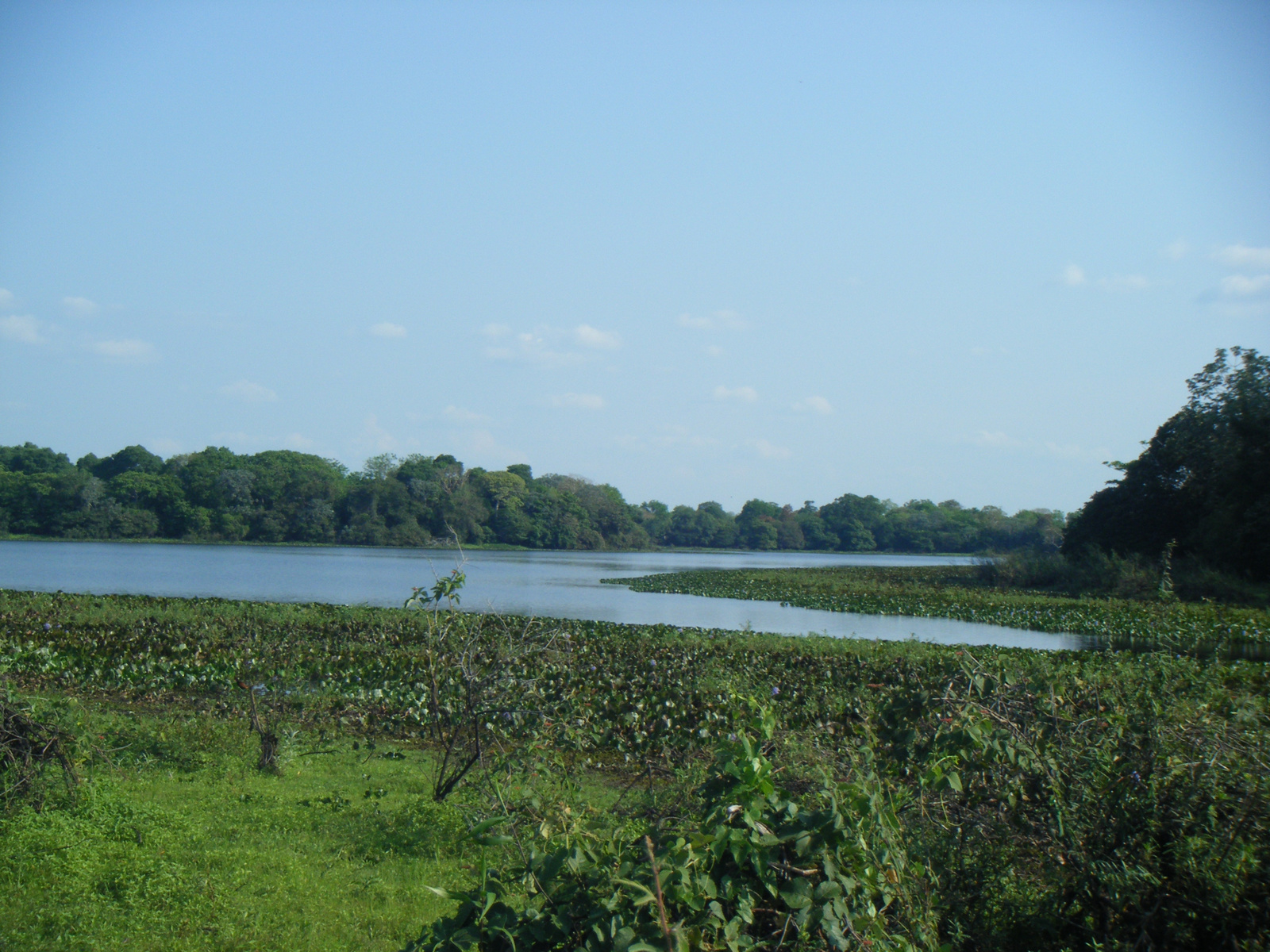 Pantanal