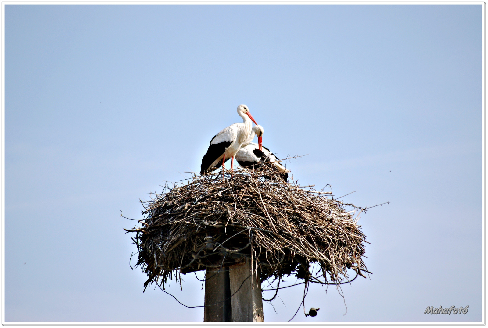 biatorbágy2009 058