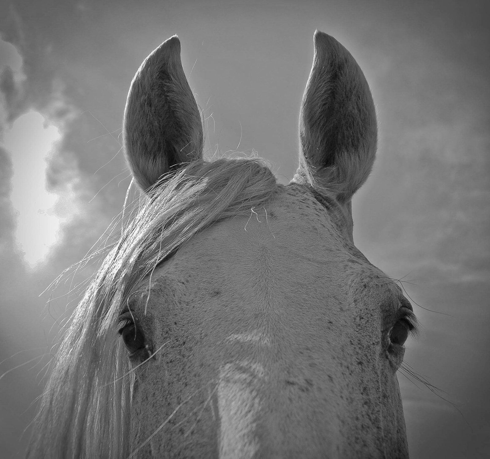 "A ló két szeme közt rejlik a világ minden kincse"