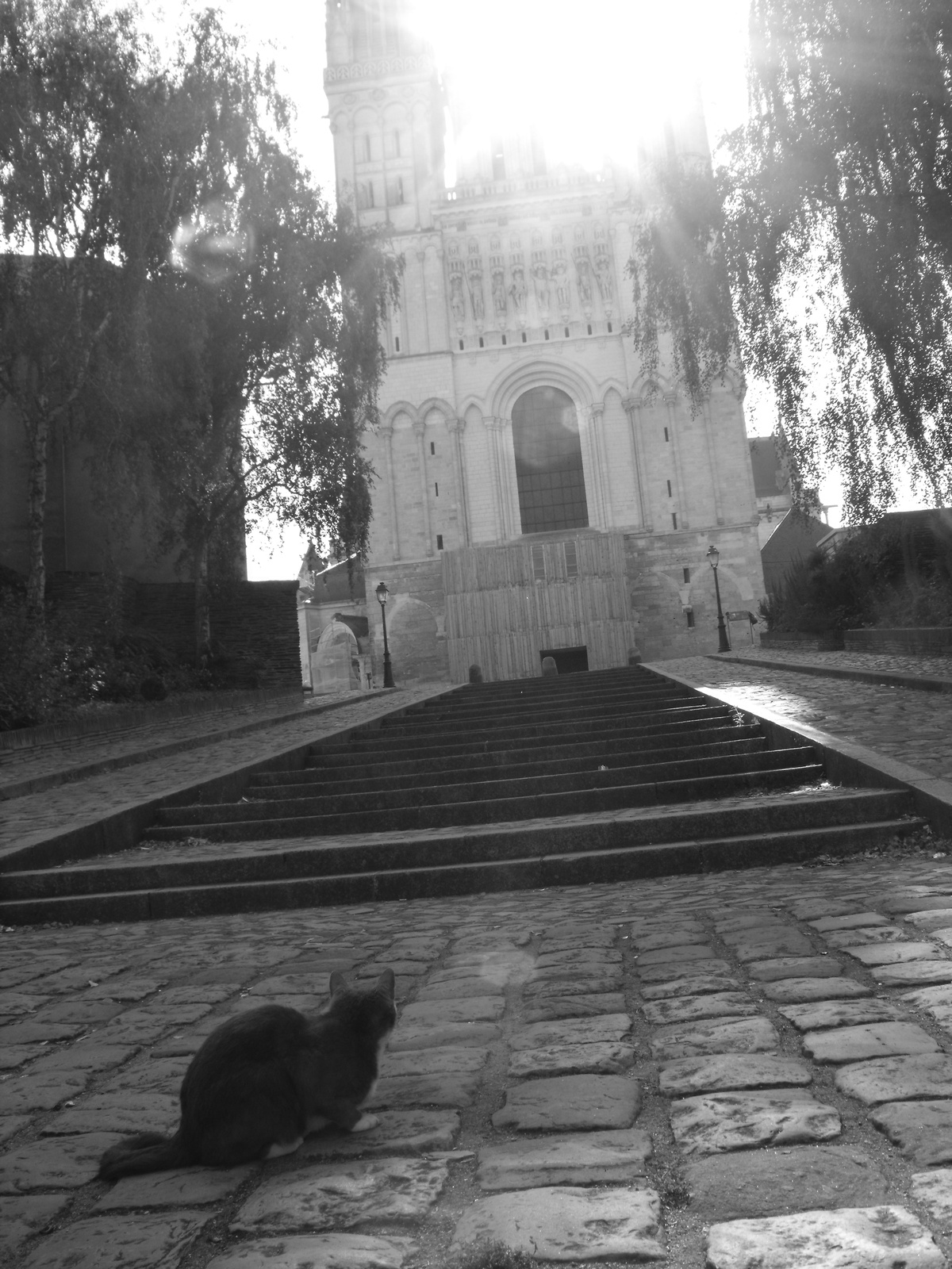 A macska és a katedrális