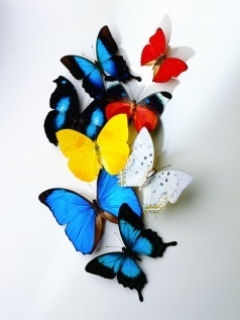 Color Butterfly