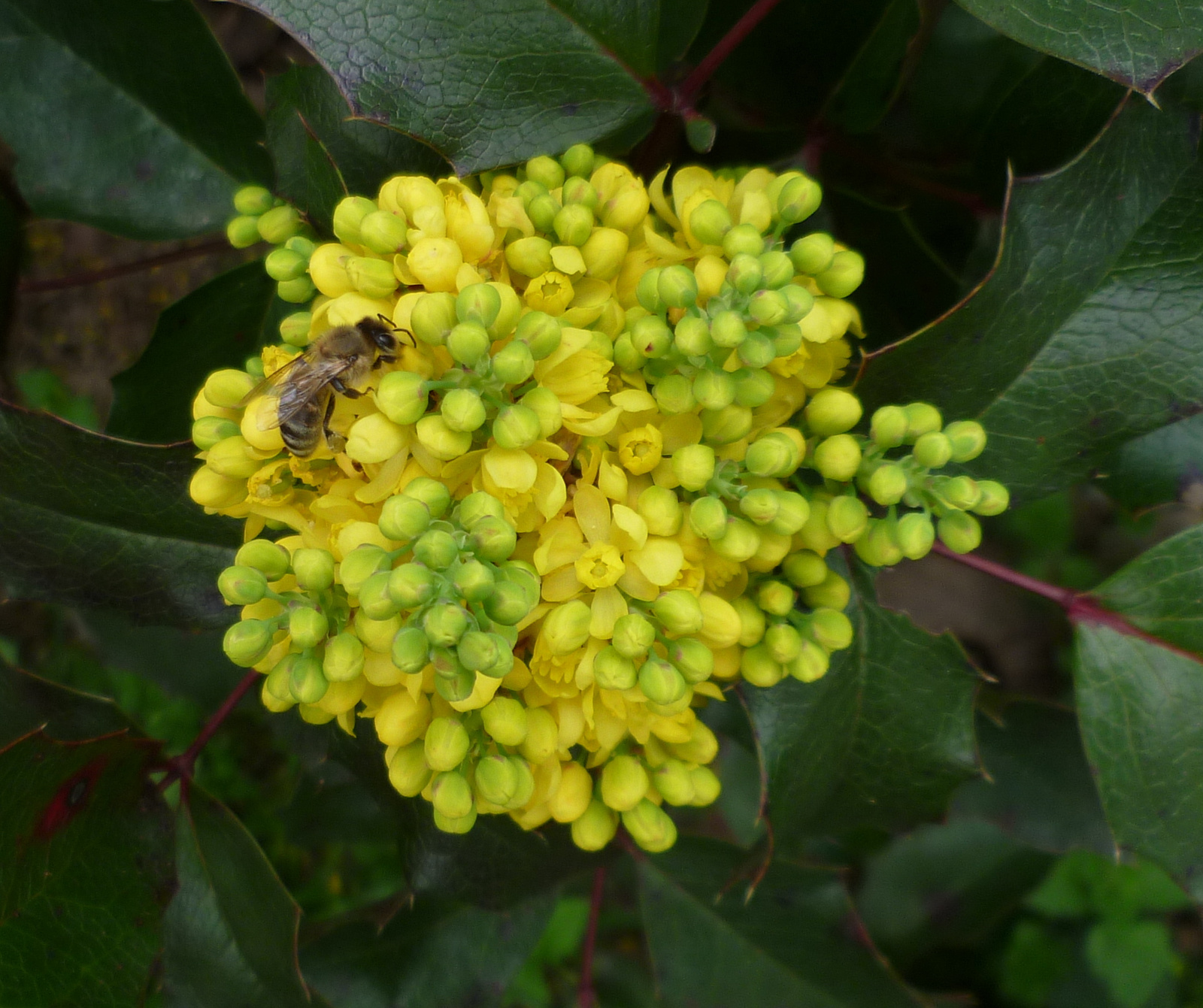 Mahónia virág méhecskével