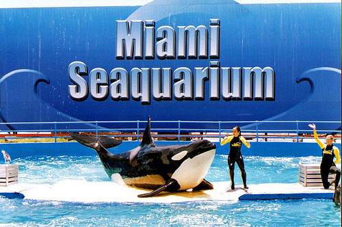 miami-seaquarium