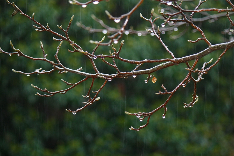 Novemberi eső
