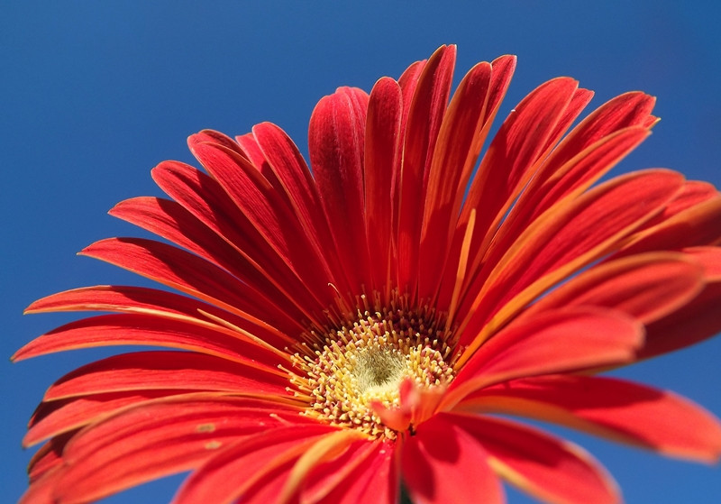 Gerbera