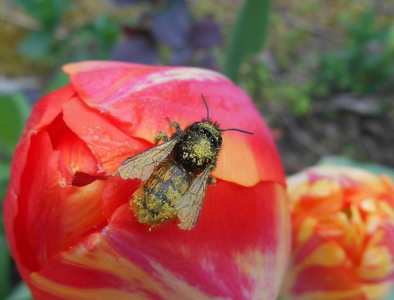 Aranyos méhecske
