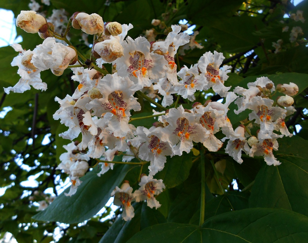Virágzó szivarfa
