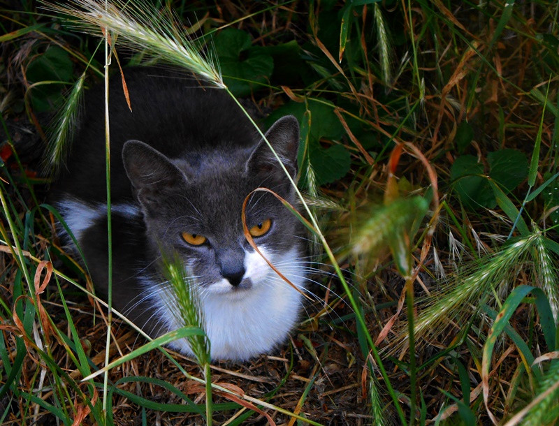 Cica a fűben