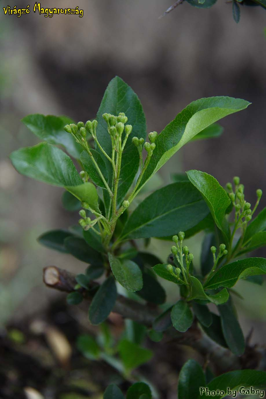 13-Tűztövis - Pyracantha sp.