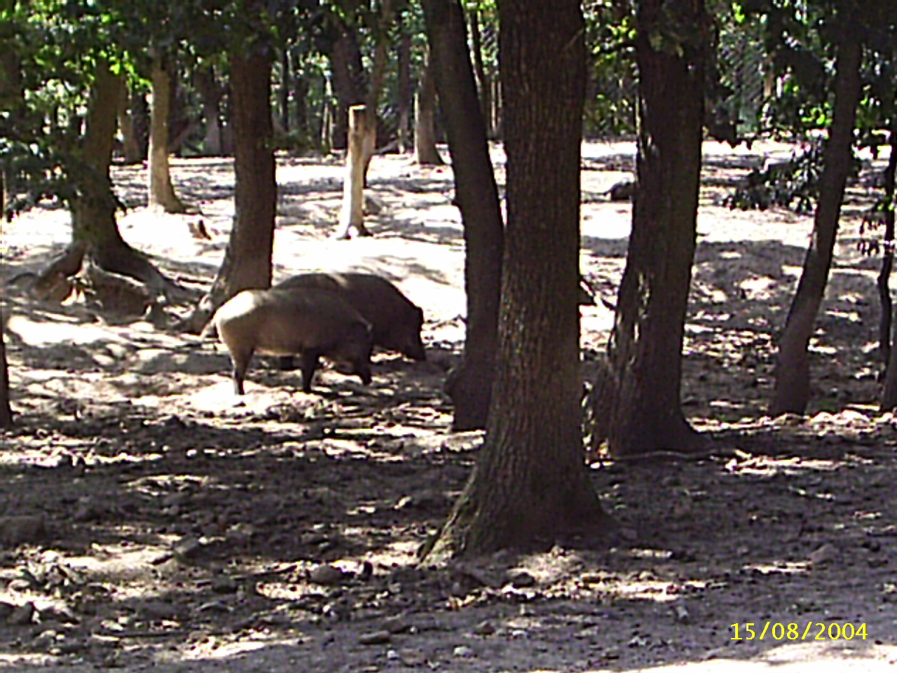 Budakeszi Vadaspark 017