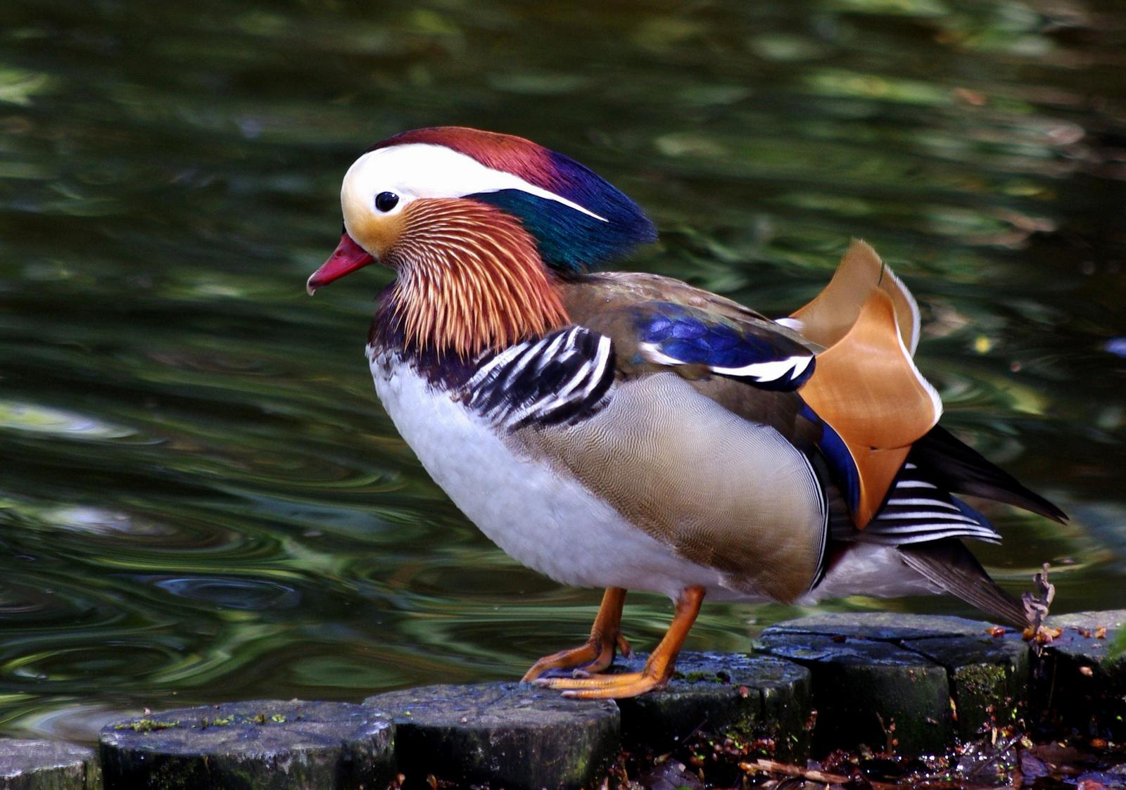 A Tiergarten madarai