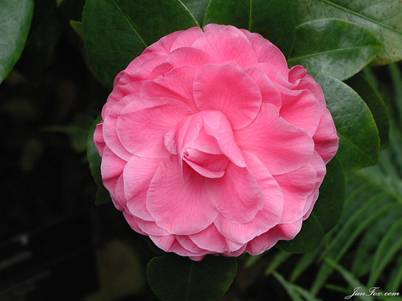 camellia