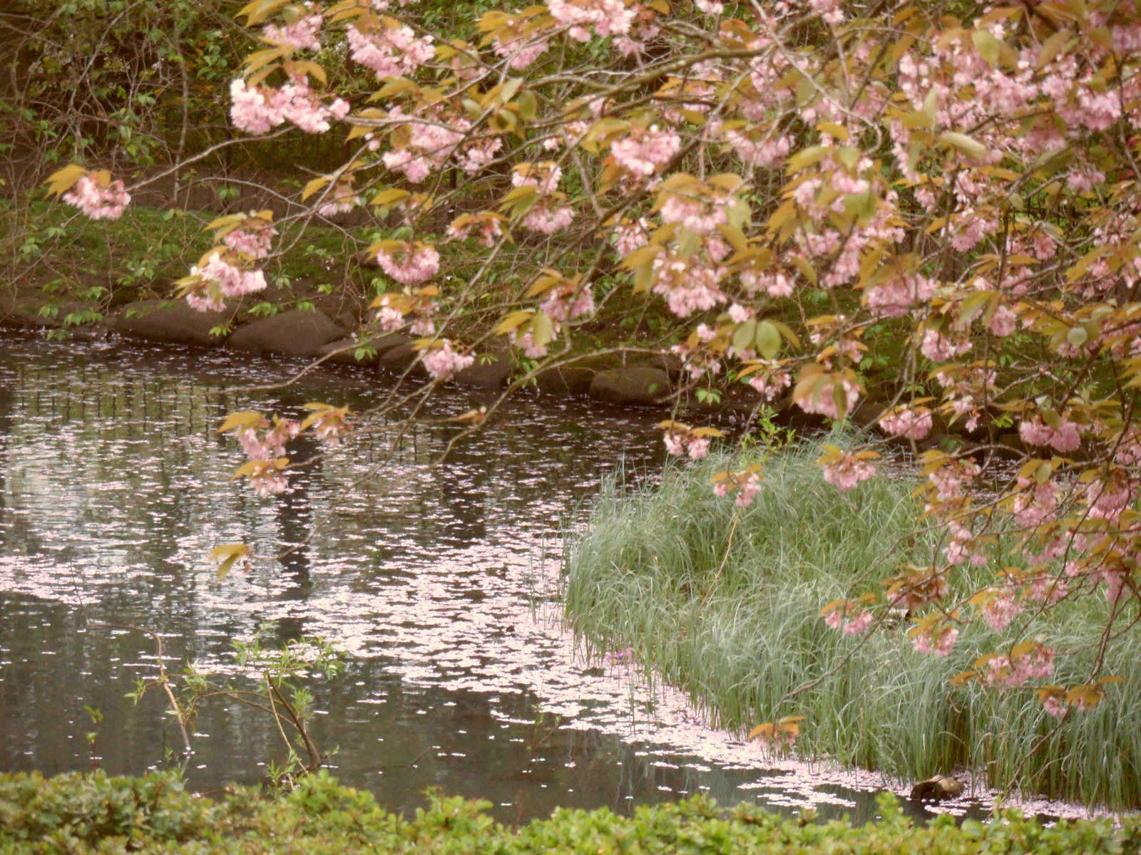 A Kelvingrove park csodái