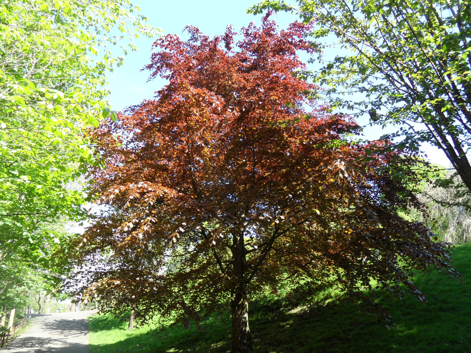 A Kelvingrove park csodái