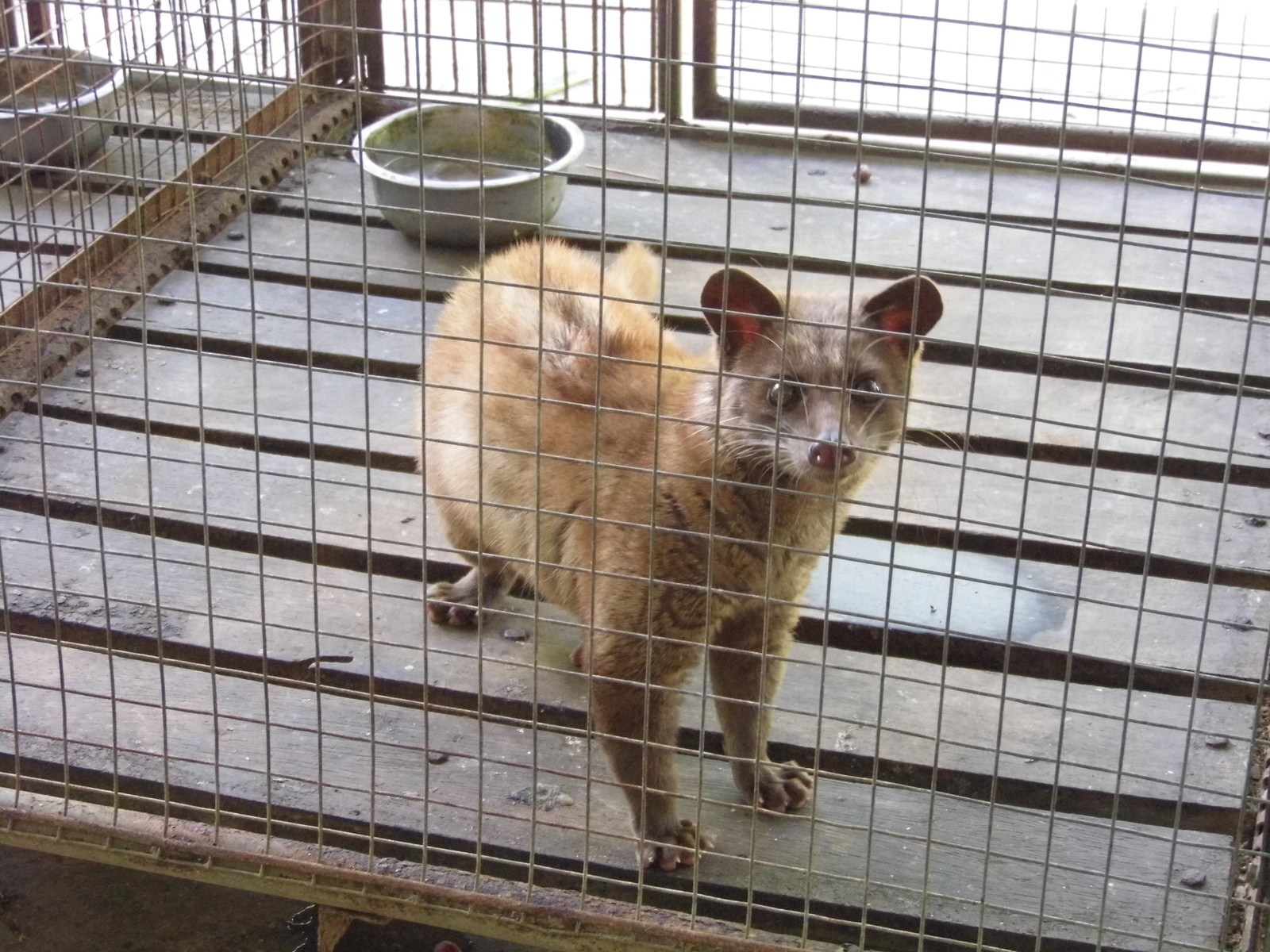 Luwak (cibetmacska)