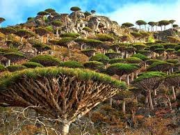 Socotra