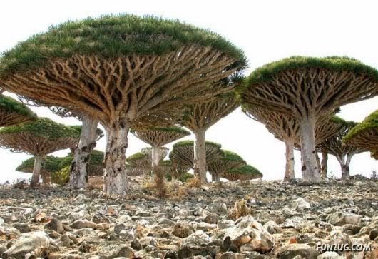 socotra island pulau dajjal billyinfo3