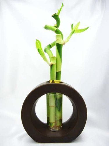Indoor plants bamboo 1