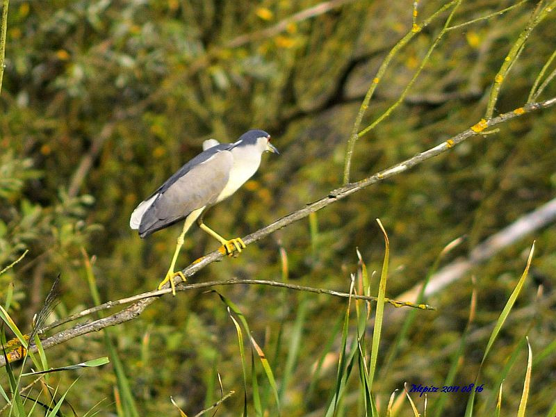 DSC7056 d300 bakcsó