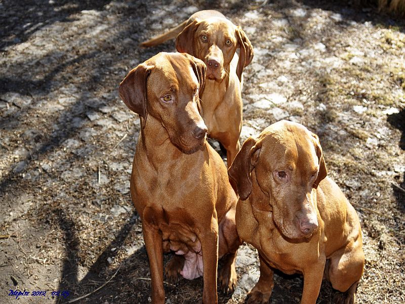 DSC2131 d90 3 vizsla