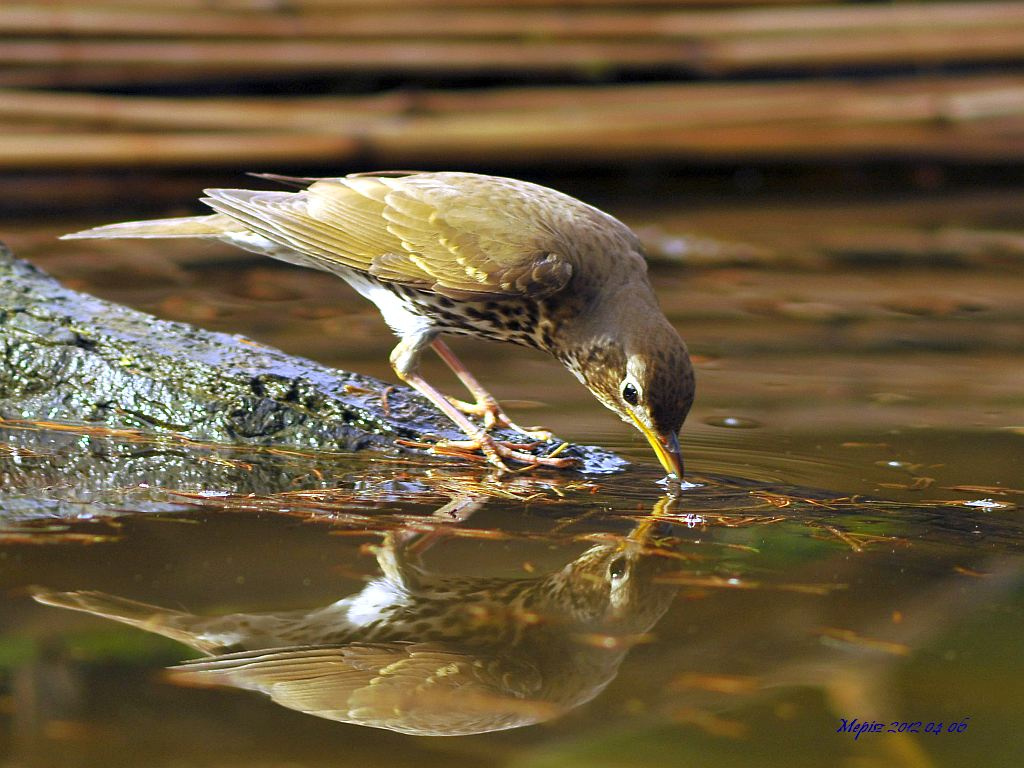 DSC2155 d300 énekesrigó xyxyxyxy