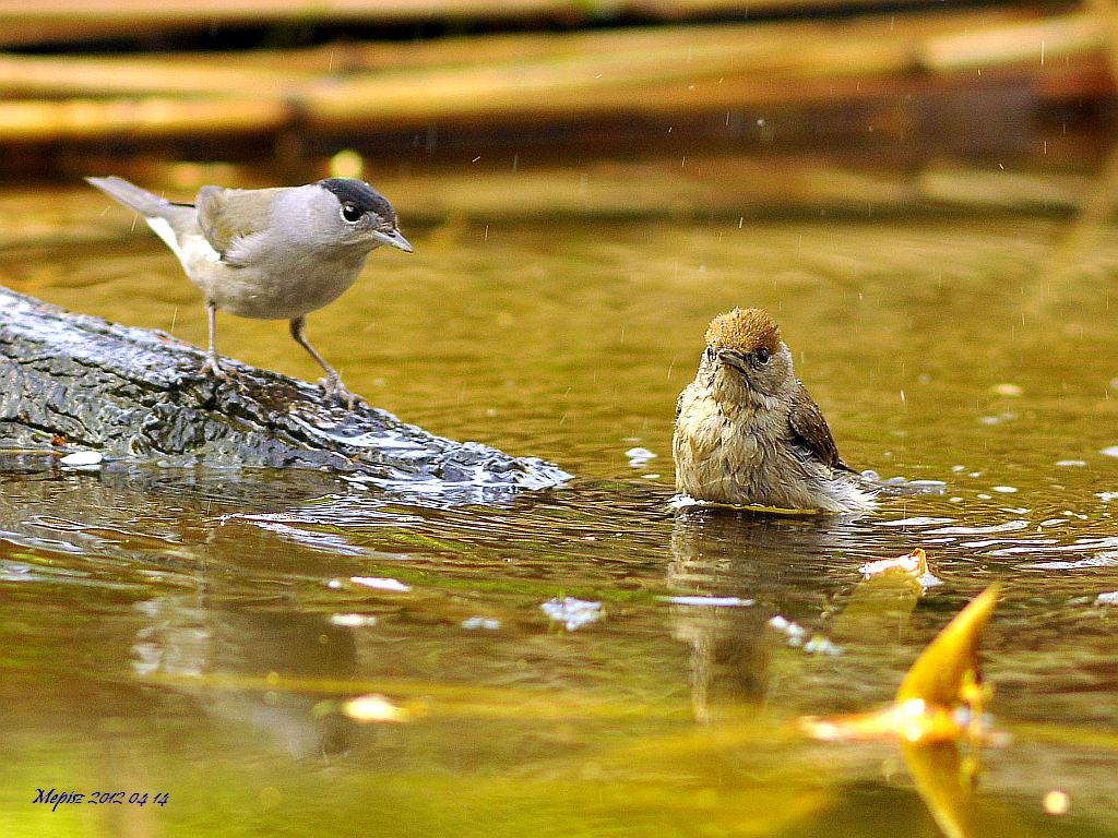 DSC2328 d300 barátposzáta hím és tojó