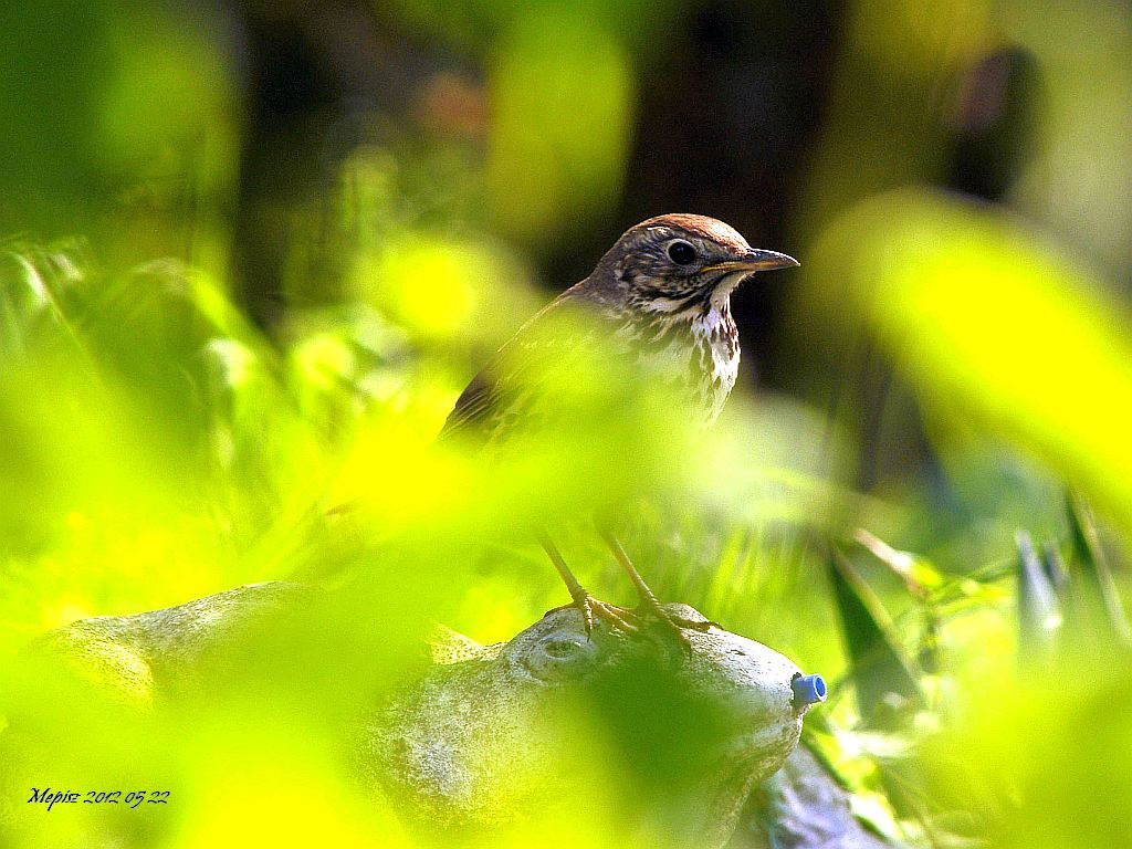 DSC 4180 d300 énekesrigó ooooooooo