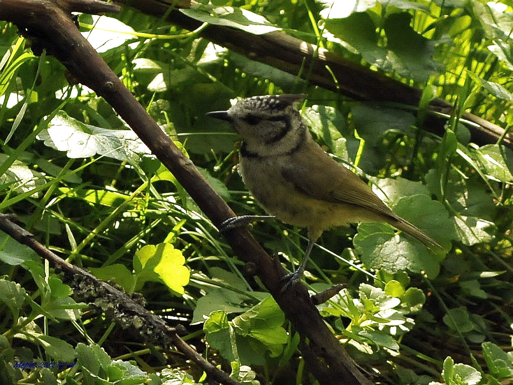 DSC5588 d300 búbos cinege