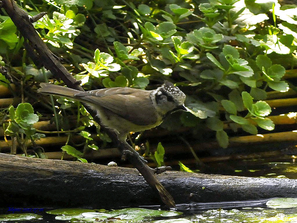 DSC5610 d300 búbos cinege