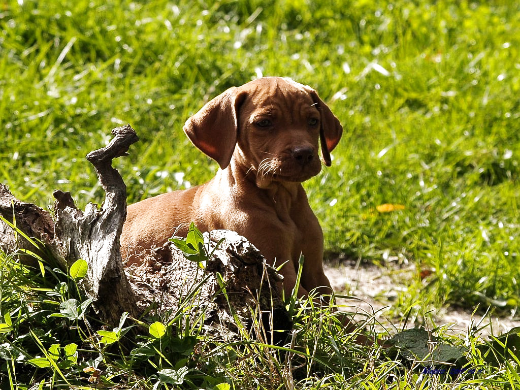 DSC 8431 d300 kis vizsla