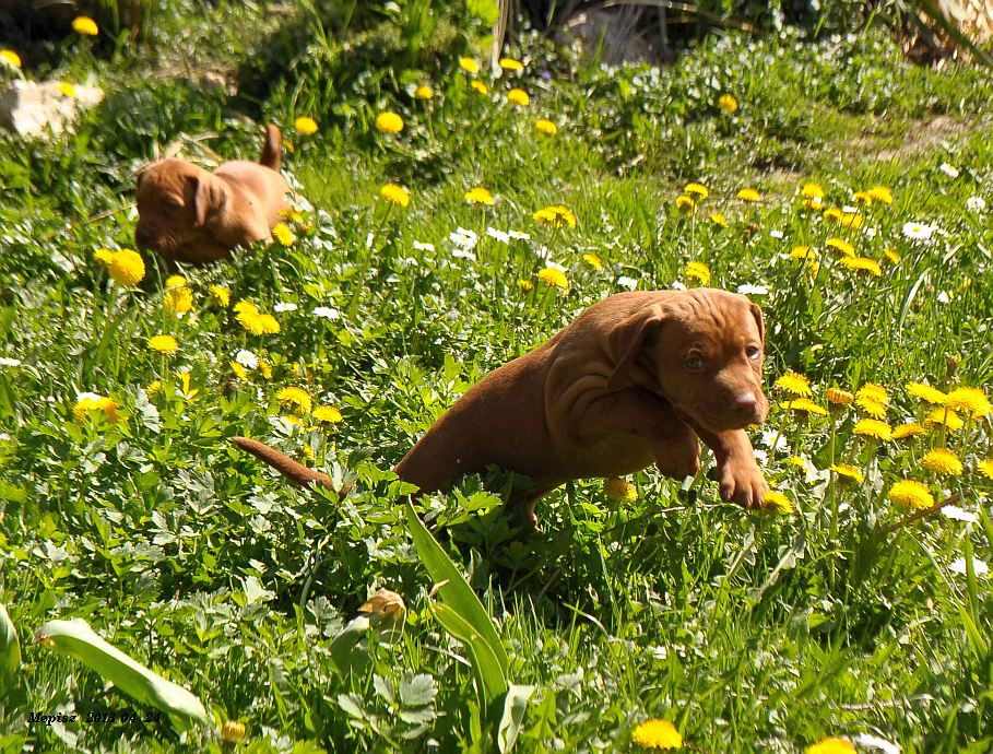 DSC 6884 d90 kis vizsla