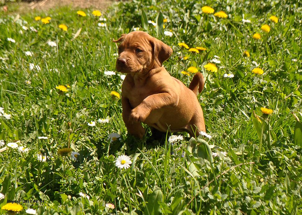 DSC 6887 d90 pici vizsla