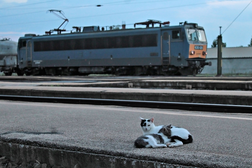 630 025 Sárbogárd (2016.07.27).02