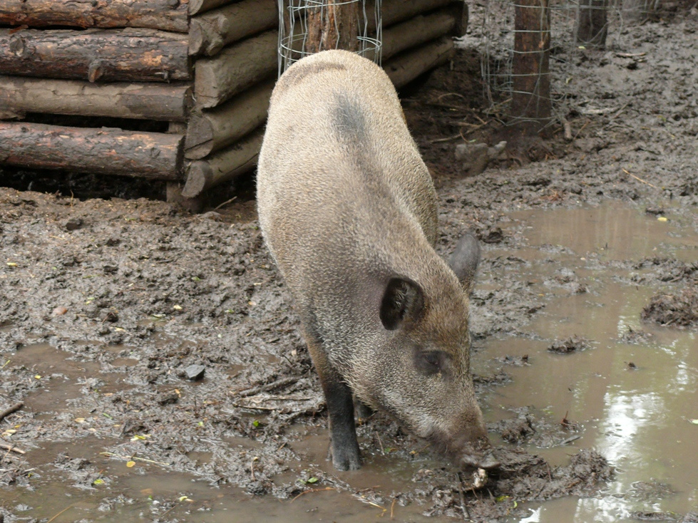 Nézsa horgásztó (309)