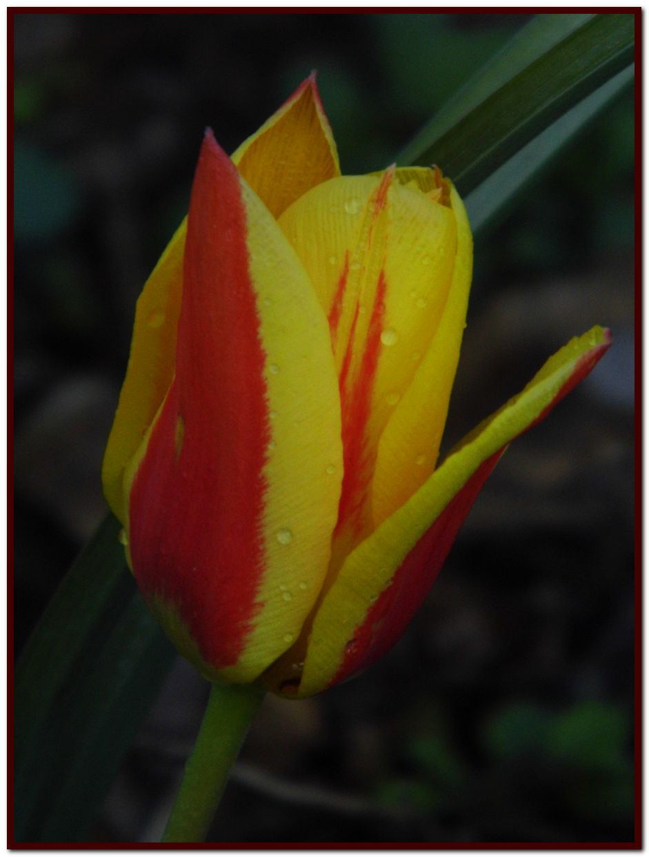 08 Tulipán