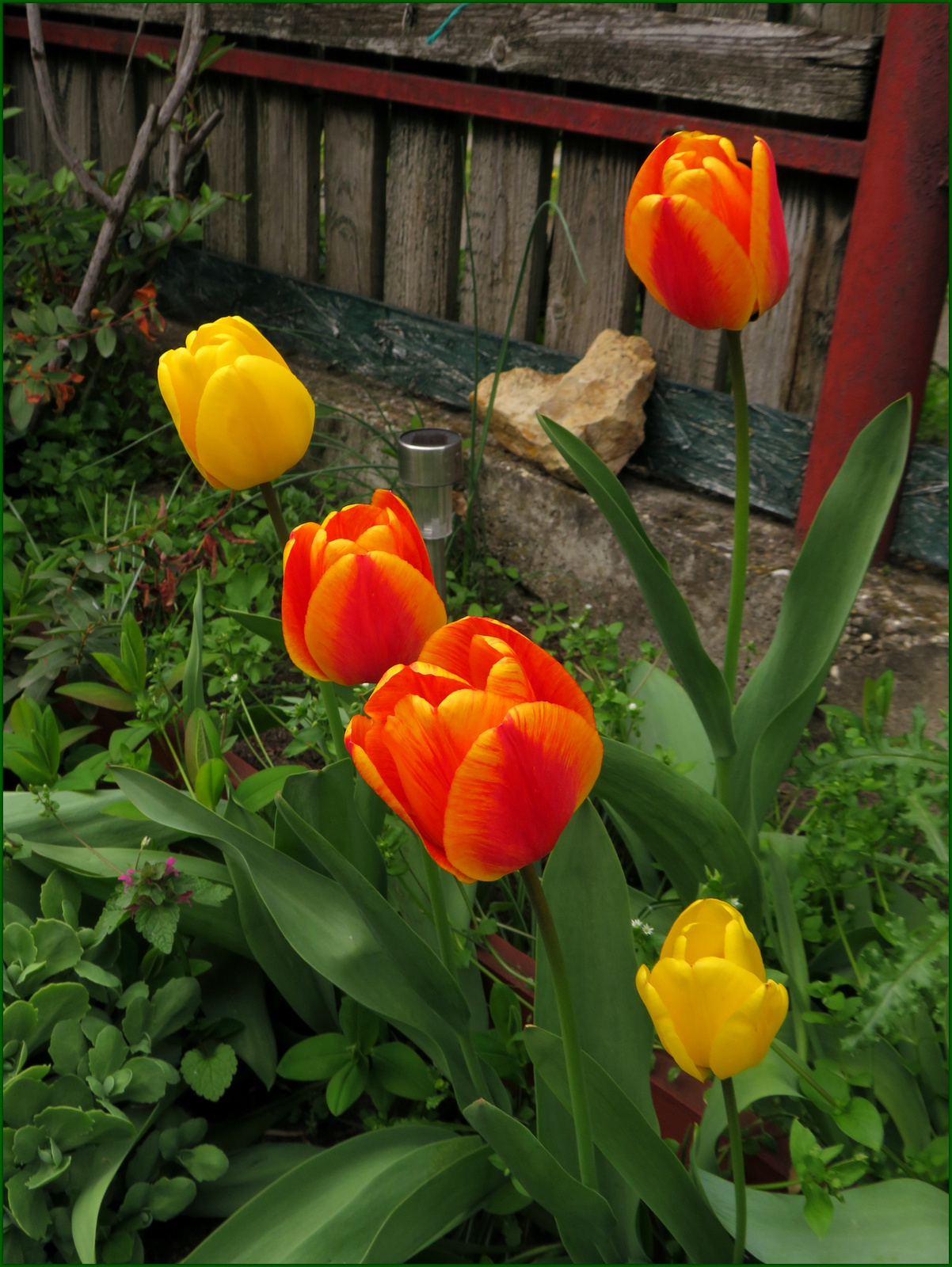 039 Tulipánok